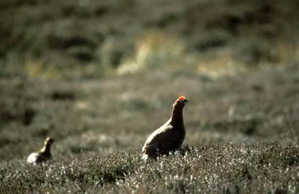 Game Fair Launch of New Estate Management Service from Scotland’s Rural College
